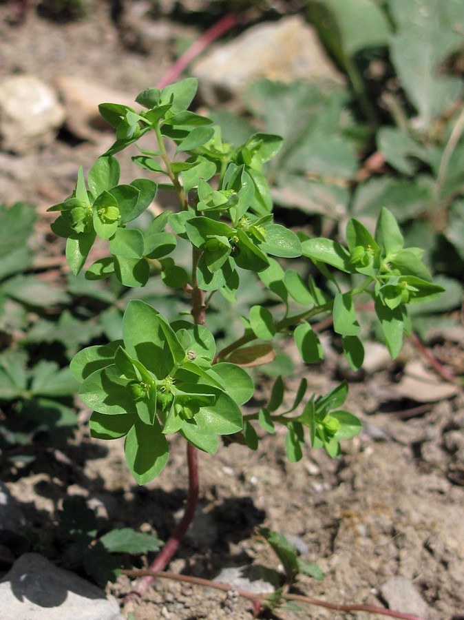 Изображение особи Euphorbia peplus.