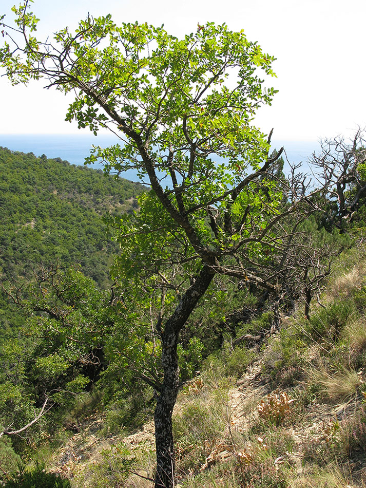 Image of Pistacia mutica specimen.
