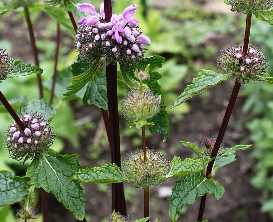 Image of Phlomoides tuberosa specimen.