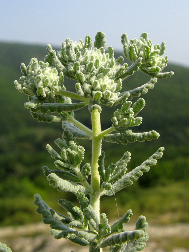 Изображение особи Teucrium capitatum.