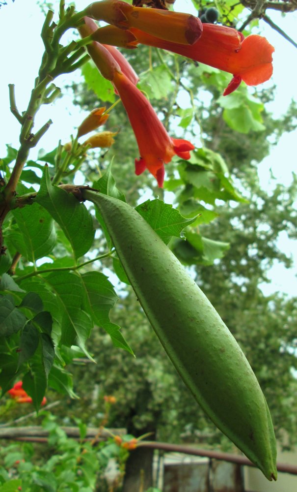 Image of Campsis radicans specimen.