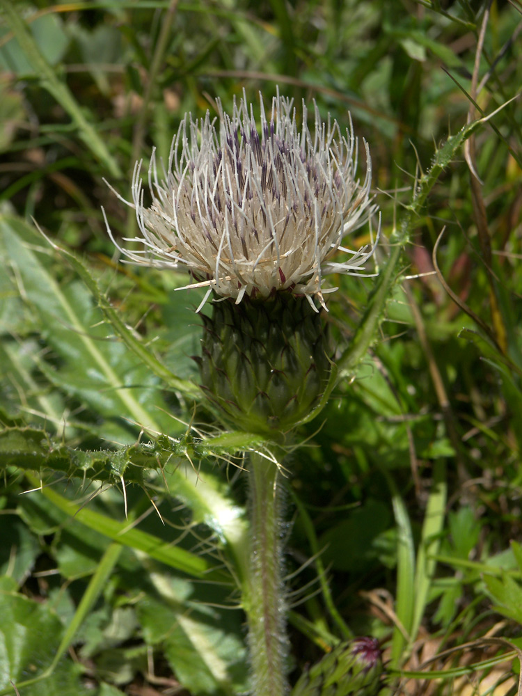 Изображение особи Cirsium rhizocephalum.