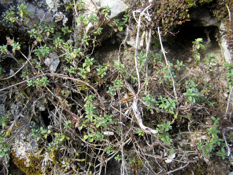 Изображение особи Thymus talijevii.