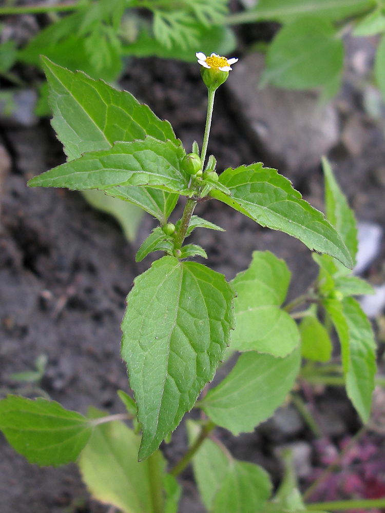 Image of Galinsoga parviflora specimen.