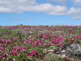 Rhododendron camtschaticum ssp. glandulosum