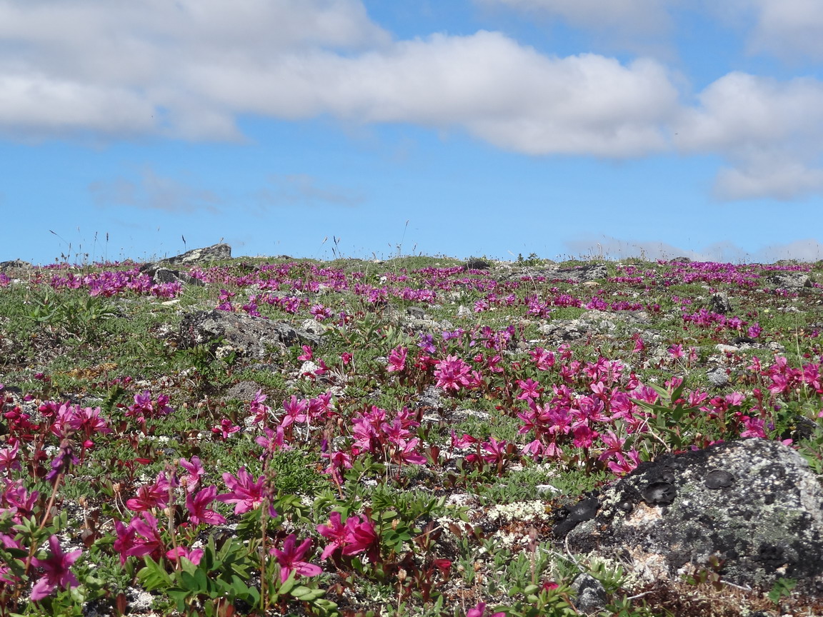 Изображение особи Rhododendron camtschaticum ssp. glandulosum.