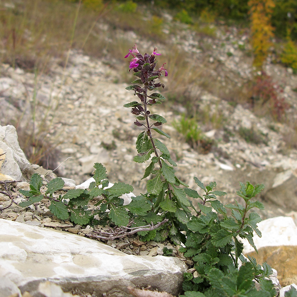 Изображение особи Teucrium chamaedrys.