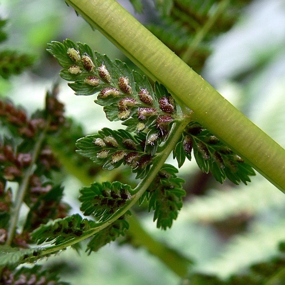 Image of Athyrium filix-femina specimen.