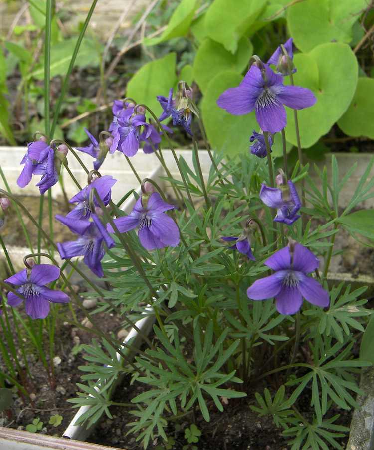 Изображение особи Viola pedatifida.