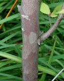 Stewartia monadelpha. Средняя часть ствола и основание ветви молодого растения. Германия, г. Дюссельдорф, Ботанический сад университета. 04.09.2013.