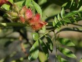 Glycyrrhiza echinata. Часть побега с невызревшим соплодием. Германия, г. Essen, Grugapark. 29.09.2013.