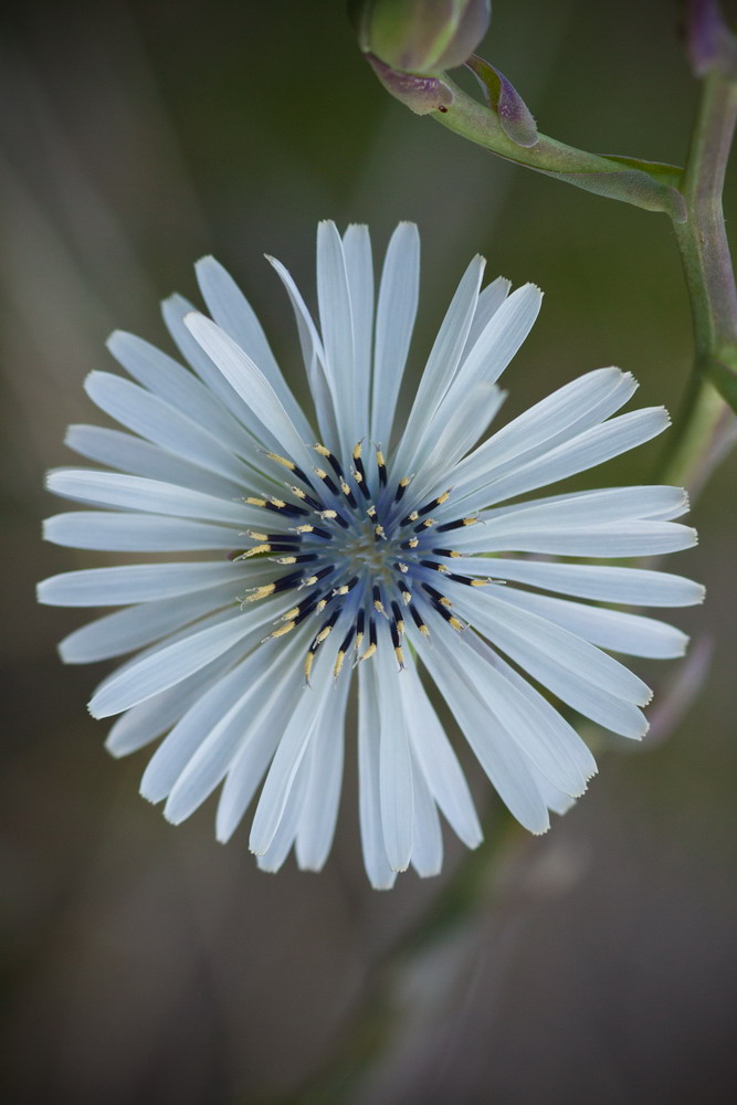 Изображение особи Lactuca tuberosa.