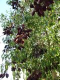 Brachychiton populneus. Крона дерева с прошлогодними плодами. Израиль, г. Беэр-Шева, городское озеленение. 14.02.2014.