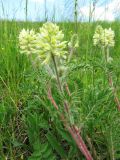 Oxytropis pilosa. Побеги с соцветиями. Пермский край, Кунгурский р-н, окр. с. Филипповка, северная часть Кунгурской лесостепи, гора Ледяная, южный склон. 14.06.2013.