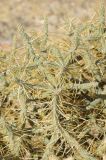 Cylindropuntia ramosissima