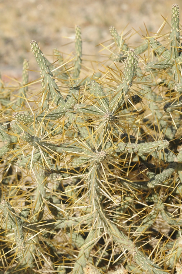 Изображение особи Cylindropuntia ramosissima.