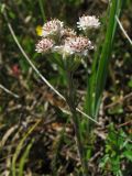 Antennaria dioica. Верхняя часть цветущего мужского растения. Украина, Ивано-Франковская обл., Верховинский р-н, окр. села Дземброня, на послелесном горном лугу. 4 июня 2009 г.