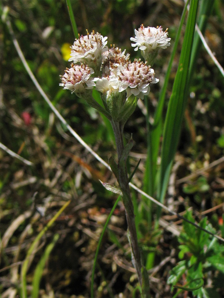 Изображение особи Antennaria dioica.