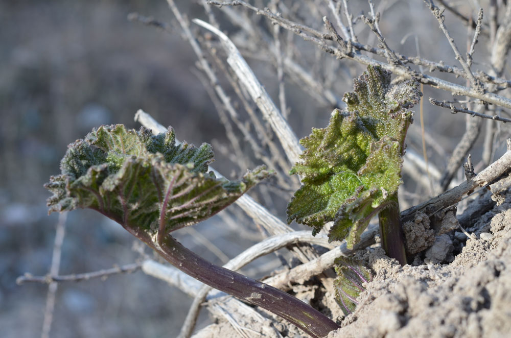 Image of Crambe kotschyana specimen.