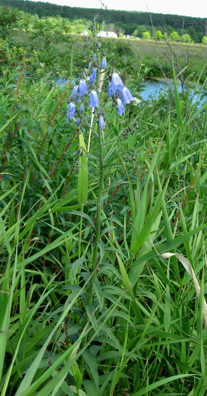 Изображение особи Adenophora liliifolia.