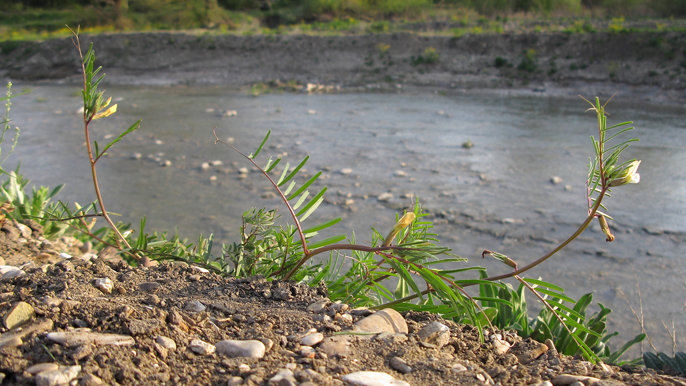 Image of Vicia biebersteinii specimen.