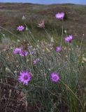 Xeranthemum annuum. Цветущее и плодоносящее растение. Ростовская обл., Белокалитвинский р-н, окр. хутора Грушёвка, склон каменистой балки. 23.06.2013.