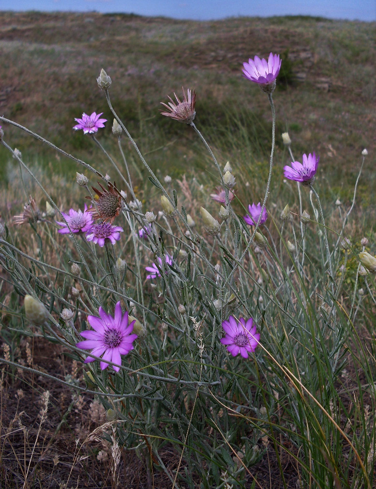 Изображение особи Xeranthemum annuum.