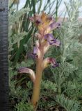 Orobanche cumana. Верхушка цветущего растения. Крым, окр. Феодосии, Курортное, обочина грунтовой дороги, идущей вдоль пляжа (паразитирует на Artemisia sp.). 21 мая 2014 г.