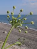 Astrodaucus littoralis. Верхушка побега с соцветием. Краснодарский край, м/о Анапа, окр. пос. М. Утриш, приморский обрывисто-осыпной береговой склон. 11.05.2014.