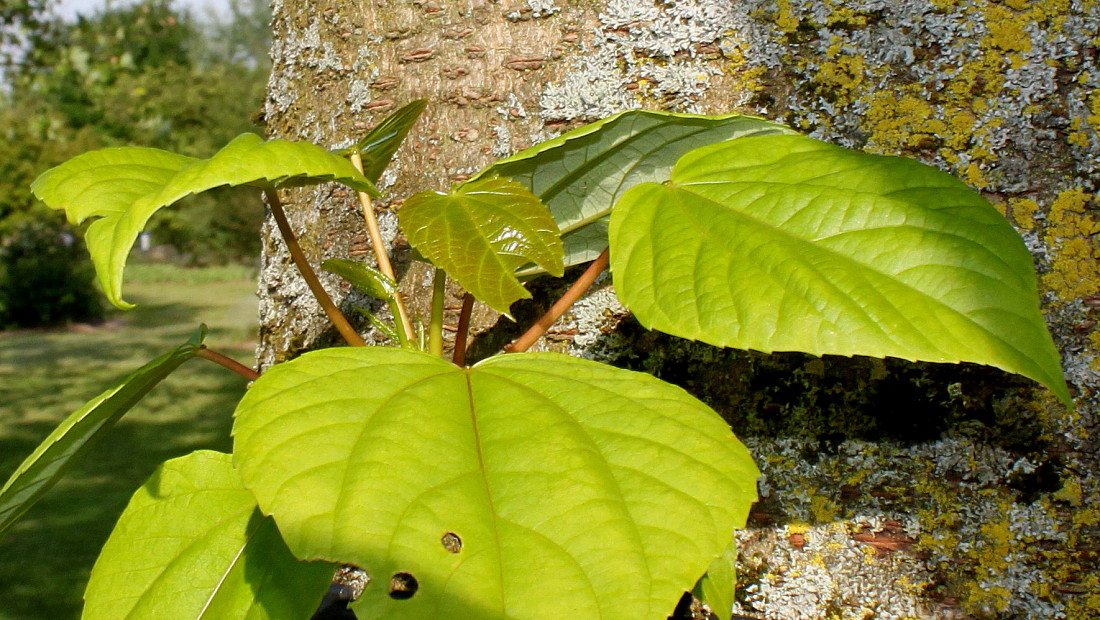 Image of Idesia polycarpa specimen.