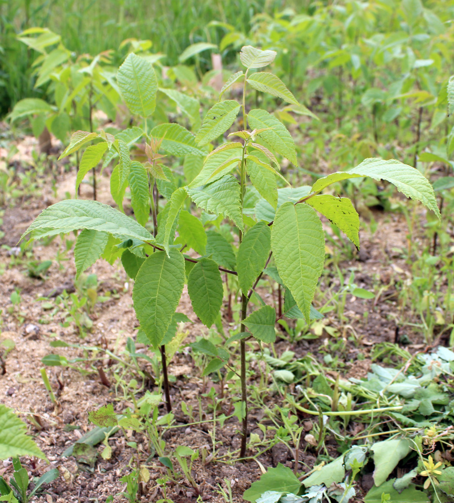 Image of Juglans nigra specimen.