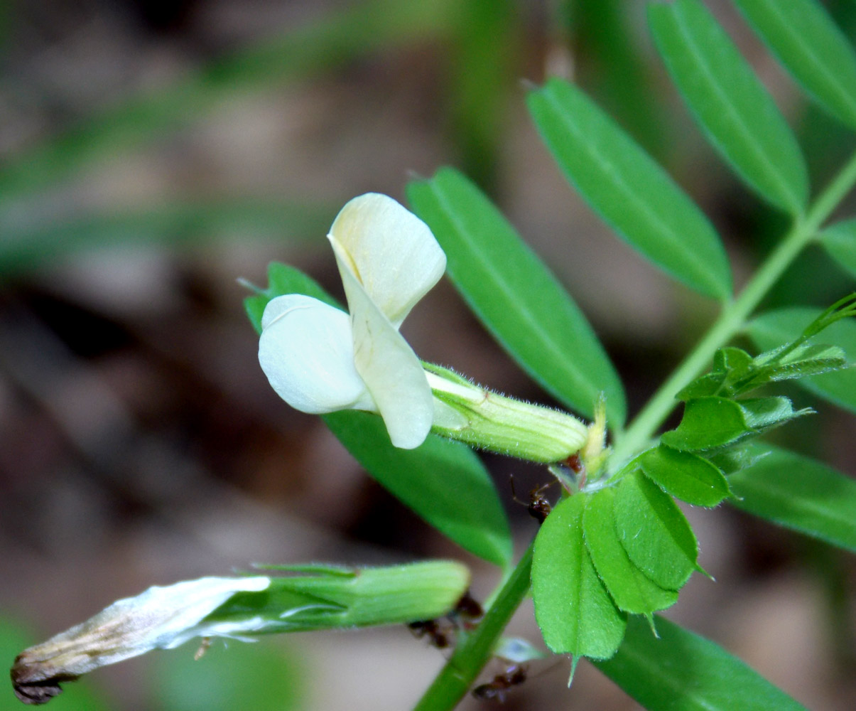 Image of Vicia grandiflora specimen.