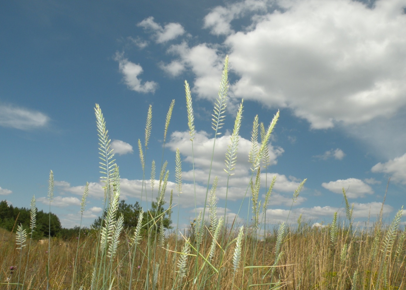 Image of Agropyron dasyanthum specimen.