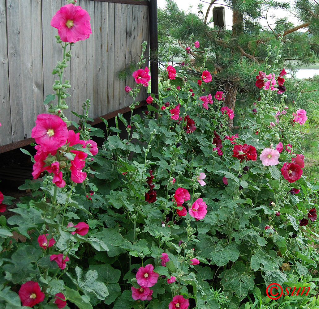 Изображение особи Alcea rosea.