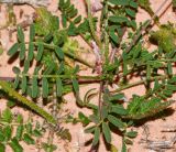 Hedysarum spinosissimum. Розетка прикорневых листьев. Израиль, западный Негев, между киббуцами Цаалим и Гвулот. 27.02.2014.