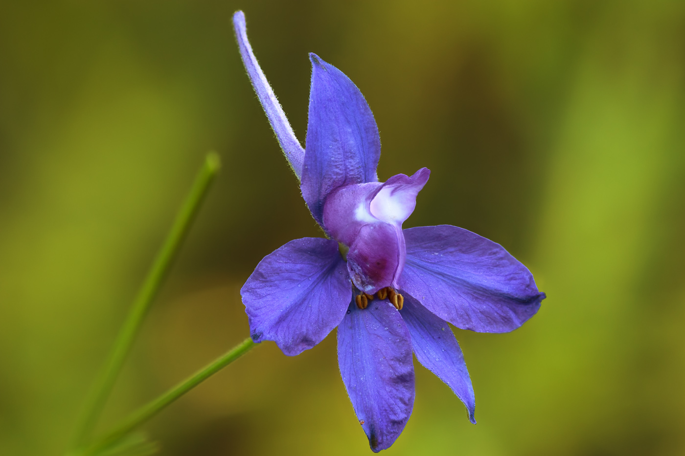 Image of Delphinium consolida specimen.