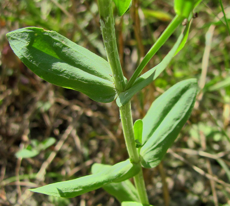 Изображение особи Centaurium spicatum.