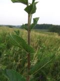 Verbascum marschallianum. Средняя часть растения. Ростовская обл., Азовский р-н, окр. пос. Солнечный, склон балки. 18.06.2014.