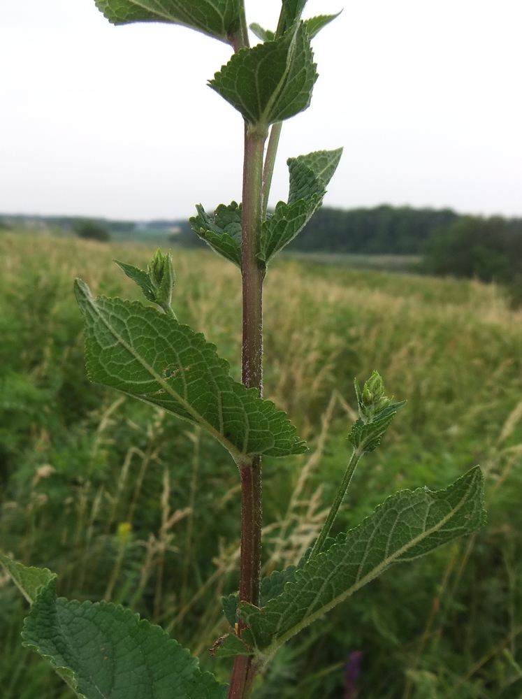 Изображение особи Verbascum marschallianum.