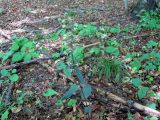 Epipactis purpurata