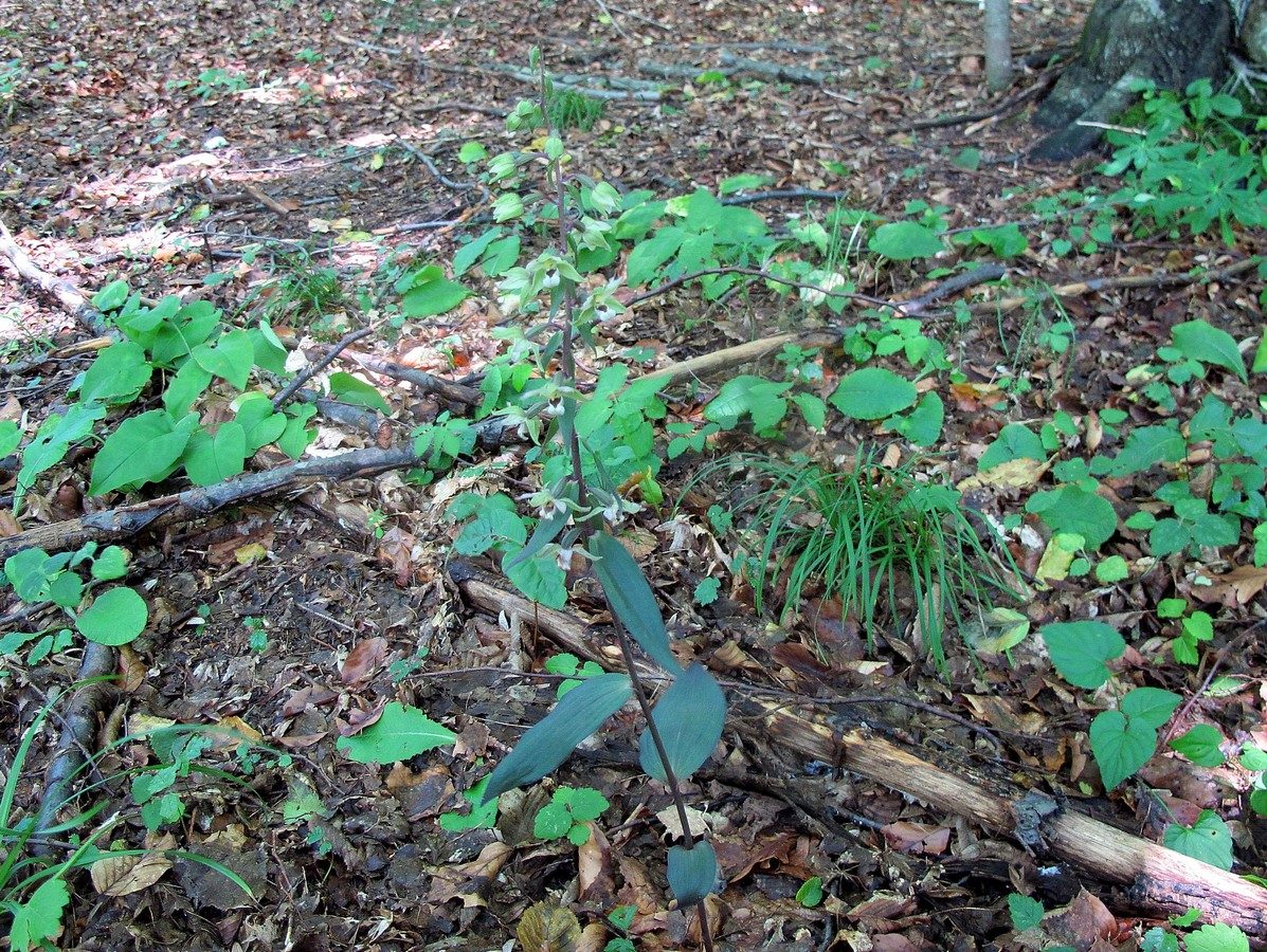 Image of Epipactis purpurata specimen.