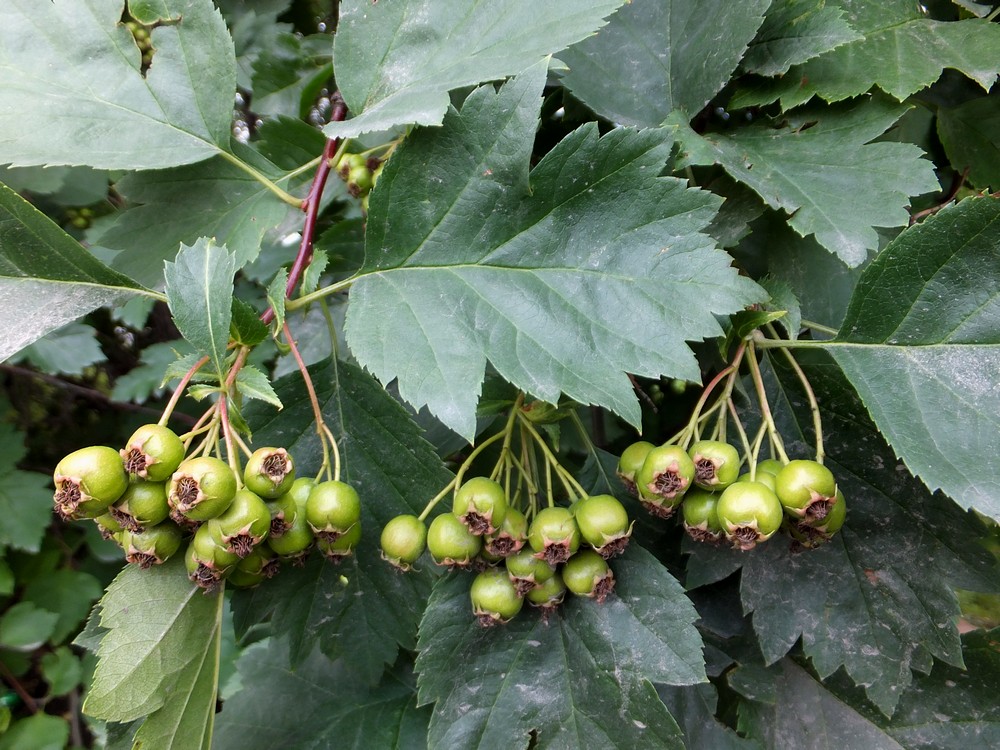 Изображение особи Crataegus sanguinea.