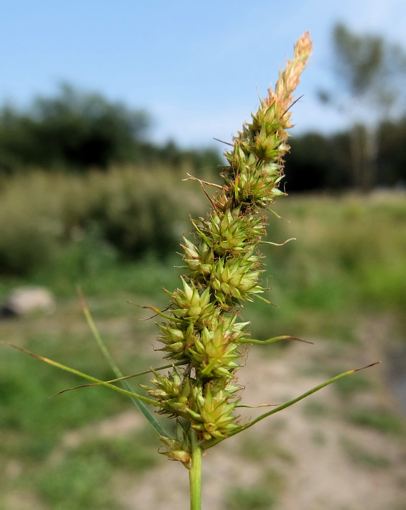 Image of Carex leiorhyncha specimen.