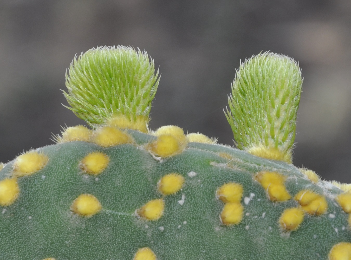 Image of Opuntia microdasys specimen.