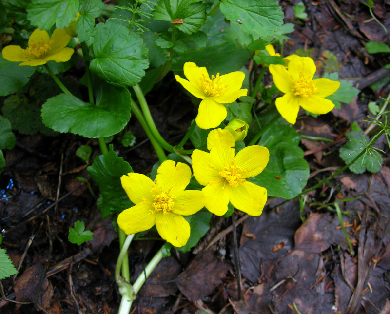 Изображение особи Caltha palustris.