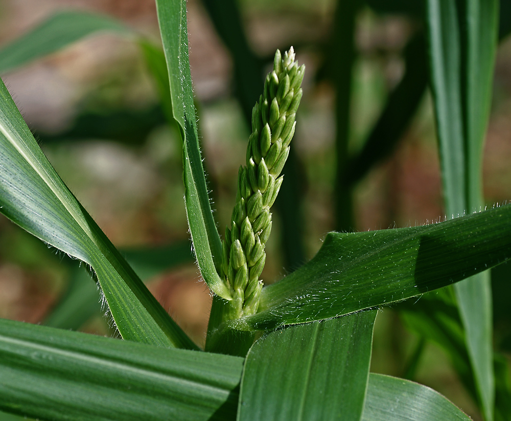 Изображение особи Zea mays.