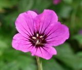 Geranium psilostemon. Цветок ('Patricia'). Германия, г. Крефельд, Ботанический сад. 06.09.2014.