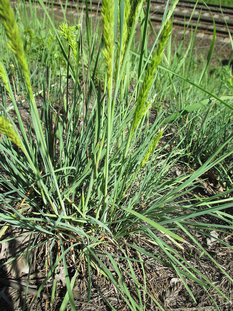 Image of Koeleria glauca specimen.