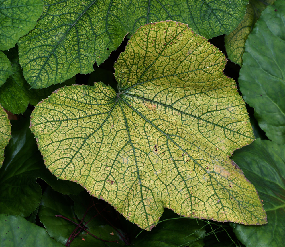 Image of Cucurbita pepo specimen.