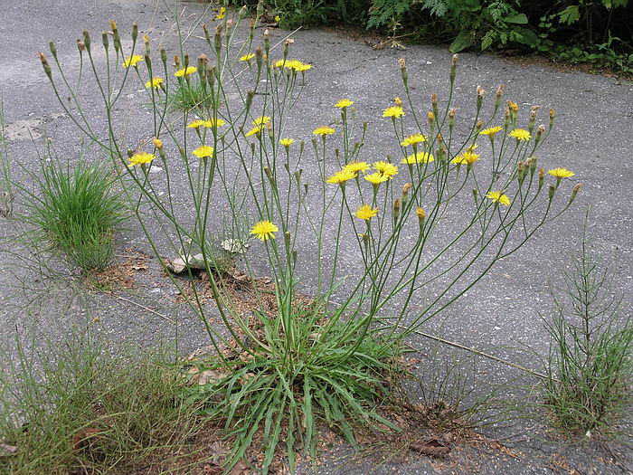 Image of Scorzoneroides autumnalis specimen.